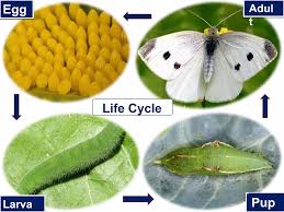 Attēlu rezultāti vaicājumam “Pieris rapae larva”