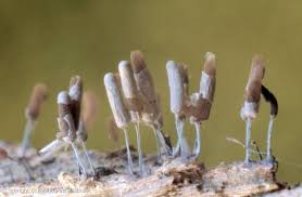 Attēlu rezultāti vaicājumam “Stemonitopsis typhina spores”