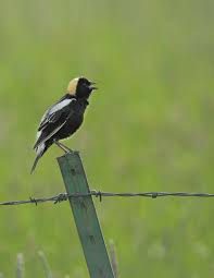 Image result for Ingarfield Condor Team