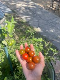 Afbeeldingsresultaat voor black cherry tomato