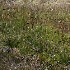 Attēlu rezultāti vaicājumam “Juncus squarrosus fruit”