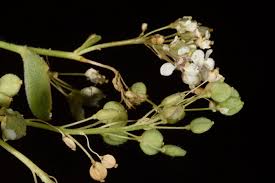 Attēlu rezultāti vaicājumam “Lepidium latifolium”