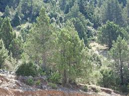 Attēlu rezultāti vaicājumam “Ceriporia excelsa”