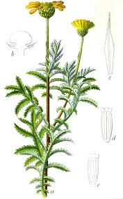 Image result for Anthemis tinctoria