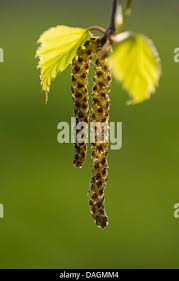 Attēlu rezultāti vaicājumam “Betula pubescens flower”
