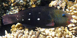 Image result for Chlorurus sordidus