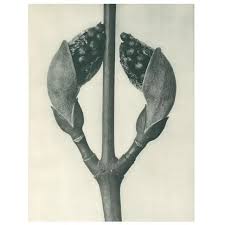 Attēlu rezultāti vaicājumam “Acer rufinerve”