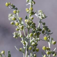 Image result for Artemisia absinthium