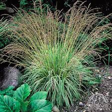 Attēlu rezultāti vaicājumam “Deschampsia flexuosa”