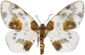 Attēlu rezultāti vaicājumam “Abraxas sylvata”