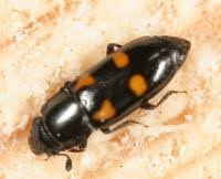 Attēlu rezultāti vaicājumam “Glischrochilus quadripunctatus”