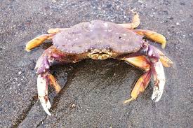 Image result for Metacarcinus magister