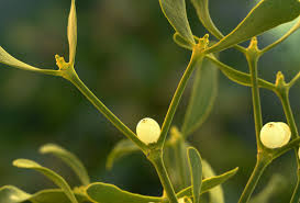Attēlu rezultāti vaicājumam “Viscum album leaf”