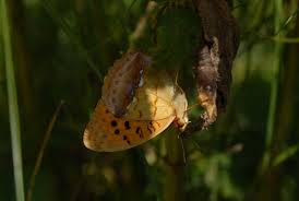 Attēlu rezultāti vaicājumam “Argynnis laodice”