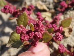 Attēlu rezultāti vaicājumam “Chenopodium rubrum flower”