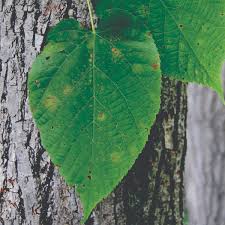 Attēlu rezultāti vaicājumam “Tilia americana”