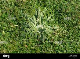 Attēlu rezultāti vaicājumam “Leontodon hispidus leaf”
