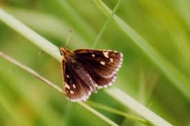 Attēlu rezultāti vaicājumam “Heteropterus morpheus underside”