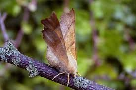 Attēlu rezultāti vaicājumam “Ennomos erosaria”