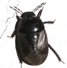 Attēlu rezultāti vaicājumam “Cydnidae”