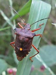 Attēlu rezultāti vaicājumam “Pentatoma rufipes”