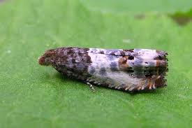 Attēlu rezultāti vaicājumam “Notocelia roborana”