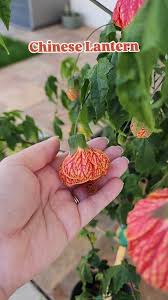 Attēlu rezultāti vaicājumam “Physalis alkekengi flower”