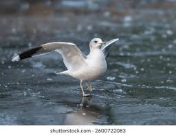 Attēlu rezultāti vaicājumam “Larus canus adult”