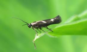 Attēlu rezultāti vaicājumam “Scythrididae”