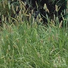 Attēlu rezultāti vaicājumam “Alopecurus pratensis flower”
