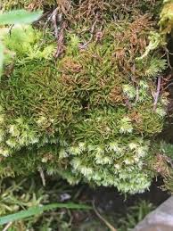 Attēlu rezultāti vaicājumam “Odontoschisma sphagni”