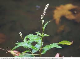 Attēlu rezultāti vaicājumam “Sphacelotheca hydropiperis”