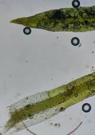 Attēlu rezultāti vaicājumam “Eucladium verticillatum”