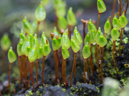 Attēlu rezultāti vaicājumam “Buxbaumia aphylla”
