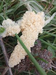 Attēlu rezultāti vaicājumam “Didymium spongiosum”