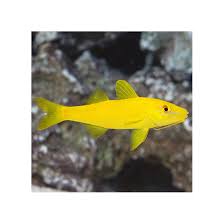 Image result for Parupeneus cyclostomus