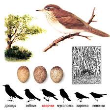 Image result for Locustella fluviatilis