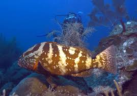 Image result for Epinephelus striatus