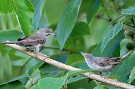 Attēlu rezultāti vaicājumam “Sylvia nisoria adult”