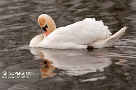 Attēlu rezultāti vaicājumam “Cygnus olor adult”