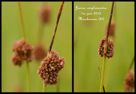 Attēlu rezultāti vaicājumam “Juncus conglomeratus fruit”