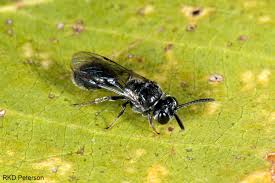 Attēlu rezultāti vaicājumam “Crabronidae”