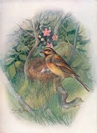 Image result for Emberiza cirlus