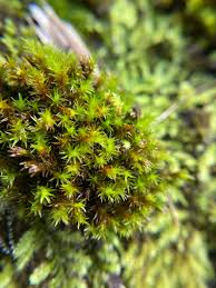 Attēlu rezultāti vaicājumam “Schistidium apocarpum”