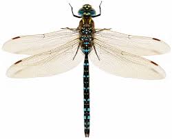 Attēlu rezultāti vaicājumam “Aeshna juncea”