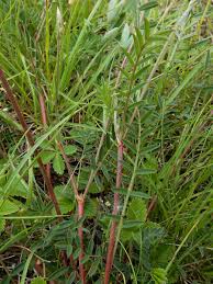 Attēlu rezultāti vaicājumam “Onobrychis arenaria fruit”