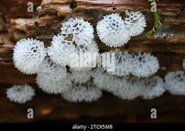 Attēlu rezultāti vaicājumam “Ceratiomyxa porioides plasmodium”