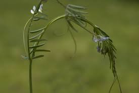 Attēlu rezultāti vaicājumam “Vicia hirsuta flower”
