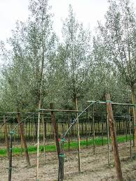 Attēlu rezultāti vaicājumam “Salix alba”