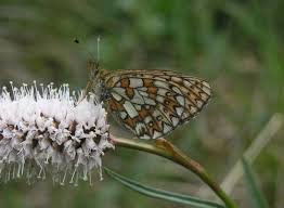 Attēlu rezultāti vaicājumam “Boloria eunomia underside”